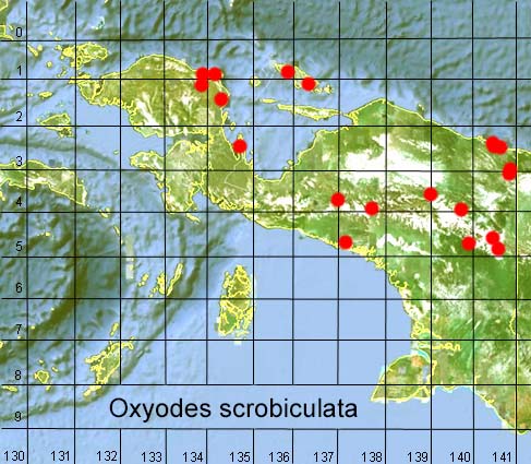 Papua Insects Foundation (Lepidoptera/Erebidae/Erebinae/Ophiusini ...